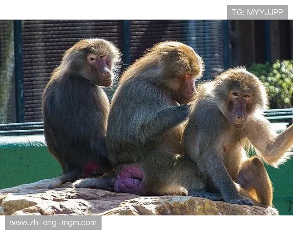 三只动物联手逃生挑战激斗冒险历程揭秘 三只动物联手逃生挑战激斗冒险历程揭秘